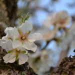 Cherry Blossom Pollensa