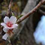 Cherry Blossom Mallorca