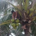 climbing palm trees